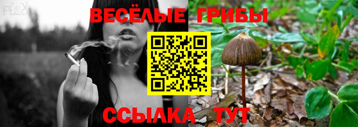Галлюциногенные грибы Psilocybine cubensis Рассказово